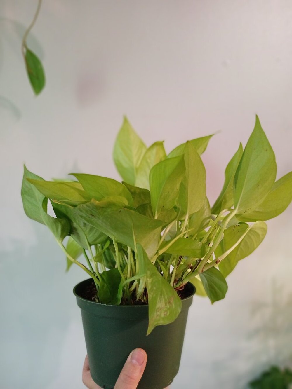 Neon Pothos - Picture 4 of 5